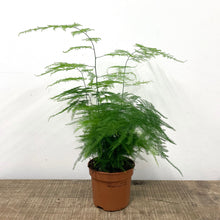 Load image into Gallery viewer, Asparagus Setaceus - Asparagus Fern, 12cm Pot