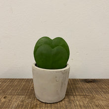 Load image into Gallery viewer, Hoya kerrii, 6cm Pot