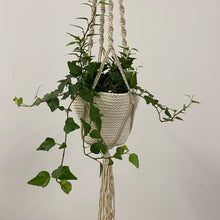 Load image into Gallery viewer, Hedera Helix Mix - Ivy, 12cm Pot