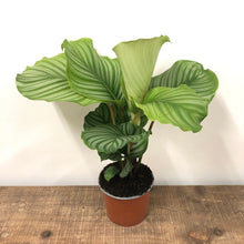 Load image into Gallery viewer, Calathea Orbifolia, 19cm pot