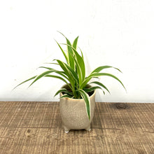 Load image into Gallery viewer, Chlorophytum Vittatum- Spider plant, 5.5cm Pot