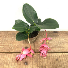 Load image into Gallery viewer, Medinilla, 14cm Pot