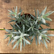 Load image into Gallery viewer, Curio Mount Everest, 17cm Pot