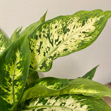 Load image into Gallery viewer, Dieffenbachia compacta, 12cm Pot