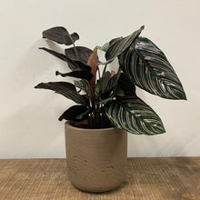 Load image into Gallery viewer, Stratton Concrete Pot - Stone