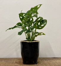 Load image into Gallery viewer, Monstera Adansonii - Monkey Mask, 12cm Pot
