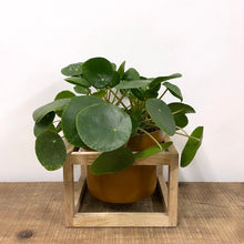 Load image into Gallery viewer, Pilea Peperomioides - Chinese money plant, 17cm Pot