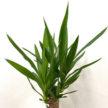 Load image into Gallery viewer, Yucca, 14cm Pot