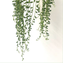 Load image into Gallery viewer, Senecio Herrianus - String of Tears, 12cm Pot