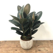 Load image into Gallery viewer, Ficus Robusta - Rubber Plant, 27cm Pot