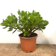 Load image into Gallery viewer, Crassula Ovata - Jade Plant, 10.5cm Pot