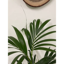 Load image into Gallery viewer, Howea Forsteriana - Kentia Palm, 19cm Pot