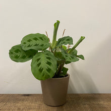 Load image into Gallery viewer, Maranta Leuconeura, 12cm Pot