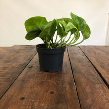 Load image into Gallery viewer, Epipremnum - Global Green, 12cm Pot