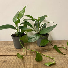 Load image into Gallery viewer, Epipremnum Pinnatum - Cebu Blue Pothos, 12cm Pot