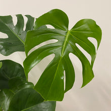 Load image into Gallery viewer, Monstera Deliciosa - Swiss Cheese Plant, 21cm Pot