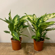 Load image into Gallery viewer, Dieffenbachia compacta, 12cm Pot