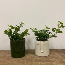 Load image into Gallery viewer, Hedera helix - Ivy, 9cm Pot