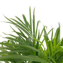 Load image into Gallery viewer, Dypsis Lutescens - Areca Palm, 21cm Pot