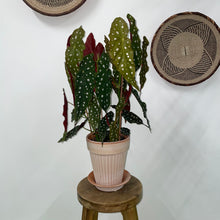 Load image into Gallery viewer, Begonia Maculata - Polka Dot Begonia, 14cm Pot