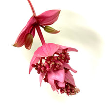 Load image into Gallery viewer, Medinilla, 14cm Pot