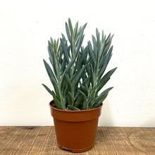 Load image into Gallery viewer, Curio Mount Everest, 17cm Pot