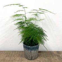 Load image into Gallery viewer, Asparagus Setaceus - Asparagus Fern, 12cm Pot