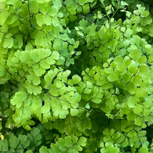 Load image into Gallery viewer, Adiantum raddianum - Maidenhair Fern, 12cm Pot