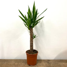 Load image into Gallery viewer, Yucca, 14cm Pot