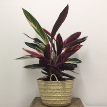 Load image into Gallery viewer, Calathea Triostar, 19cm Pot