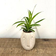 Load image into Gallery viewer, Chlorophytum Vittatum- Spider plant, 5.5cm Pot