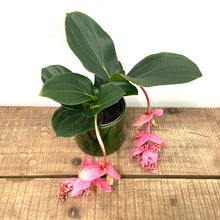 Load image into Gallery viewer, Medinilla, 14cm Pot