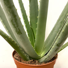 Load image into Gallery viewer, Aloe Vera, 14cm Pot