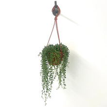 Load image into Gallery viewer, Senecio Herrianus - String of Tears, 12cm Pot
