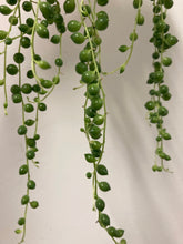 Load image into Gallery viewer, Senecio Rowleyanus - String of Pearls, 12cm Pot