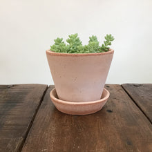 Load image into Gallery viewer, Sedum Morganianum - Burro’s Tail, 11cm Pot