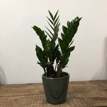 Load image into Gallery viewer, Zamioculcas zamiifolia - ZZ plant, 14cm Pot
