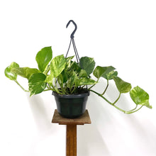 Load image into Gallery viewer, Epipremnum Marble Queen, 15cm Hanging Pot