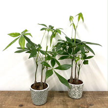 Load image into Gallery viewer, Pachira Aquatica, 12cm pot