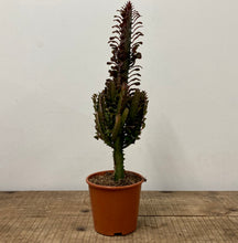 Load image into Gallery viewer, Euphorbia Trigona Mix, 17cm Pot