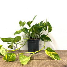 Load image into Gallery viewer, Epipremnum Aureum - Golden Pothos, 17cm Pot