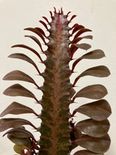 Load image into Gallery viewer, Euphorbia Trigona Mix, 17cm Pot