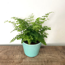 Load image into Gallery viewer, Adiantum raddianum - Maidenhair Fern, 12cm Pot