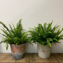 Load image into Gallery viewer, Nephrolepis Green Moment - Boston Fern, 17cm Pot