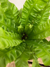 Load image into Gallery viewer, Asplenium Crispy Wave - Bird's Nest Fern, 12cm Pot