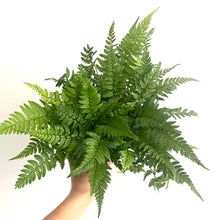 Load image into Gallery viewer, Athyrium filix-femina - Lady Fern, 8cm Pot