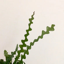 Load image into Gallery viewer, Epiphyllum Angulier - Fishbone Cactus, 12cm Pot