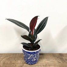 Load image into Gallery viewer, Ficus Abidjan - Rubber Plant, 14cm Pot