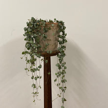 Load image into Gallery viewer, Ceropegia Woodii - String of Hearts, 14cm Pot