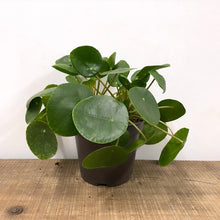 Load image into Gallery viewer, Pilea Peperomioides - Chinese money plant, 17cm Pot